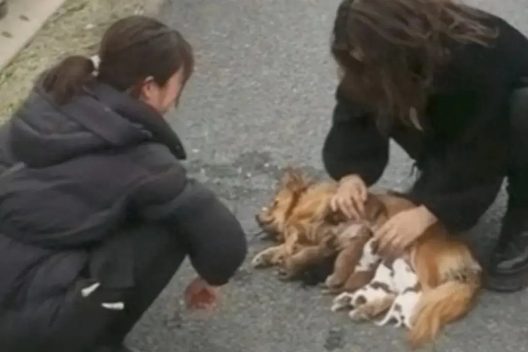狗子在高速被堵到生下一窩狗崽