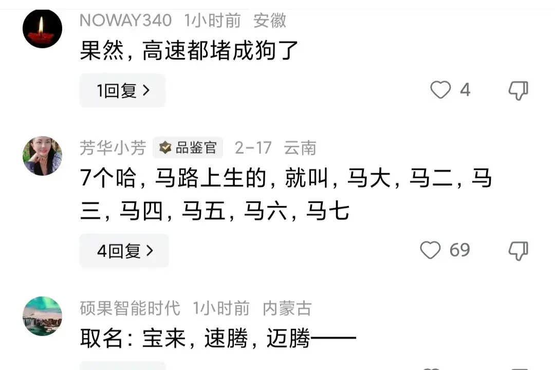 狗子在高速被堵到生下一窩狗崽