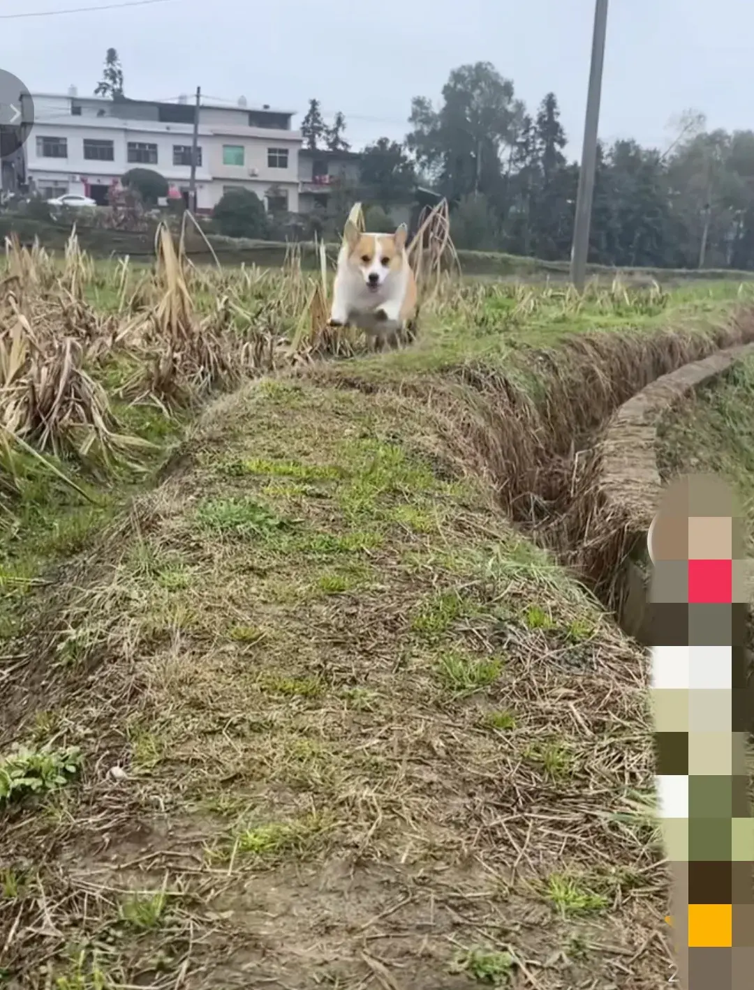 網友稱寵物狗從農村回城后萎靡不振