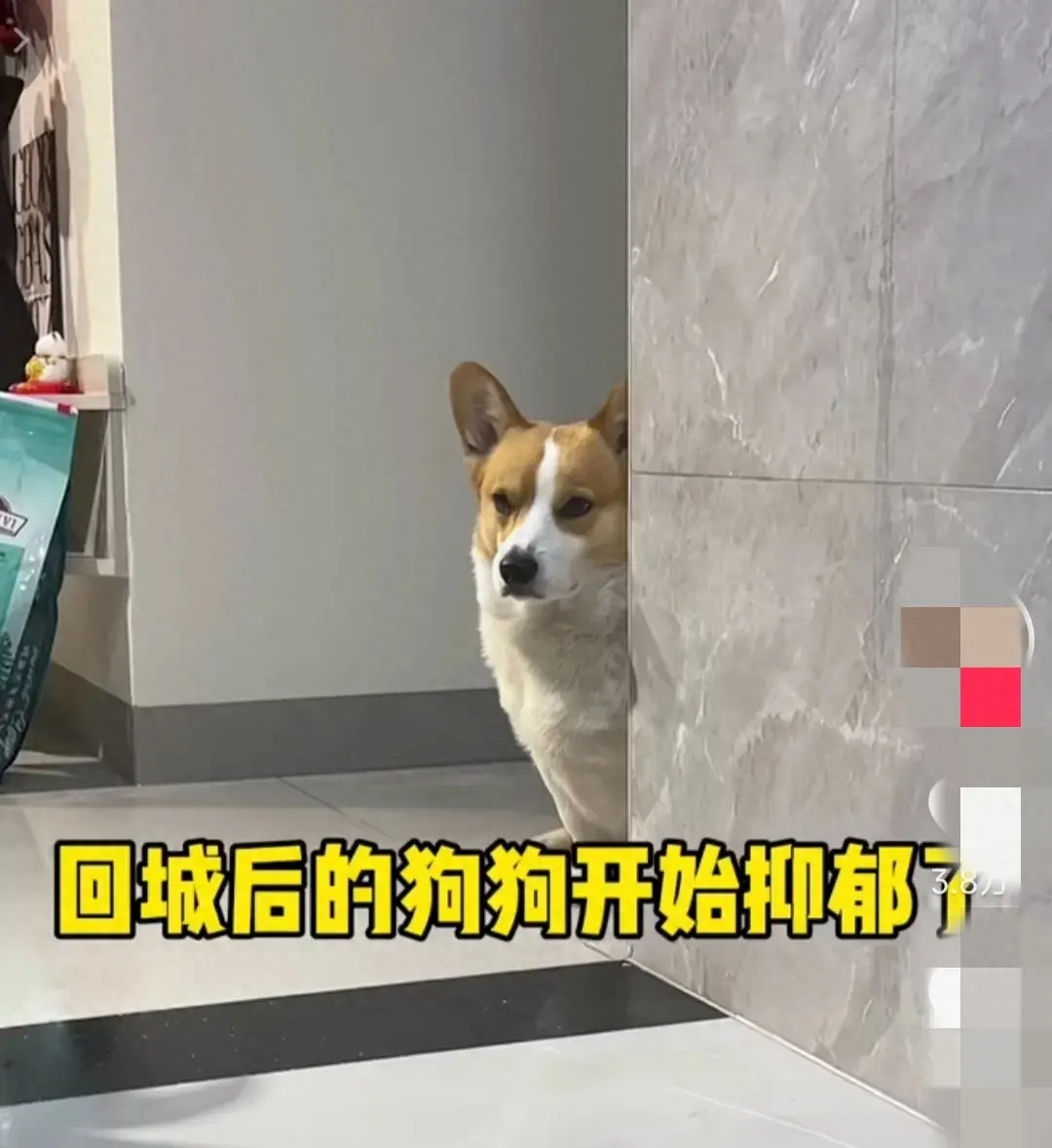 網友稱寵物狗從農村回城后萎靡不振