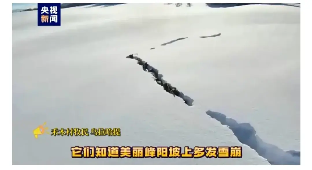 新疆狼群在積雪下挖出一條路