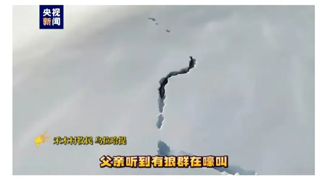 新疆狼群在積雪下挖出一條路