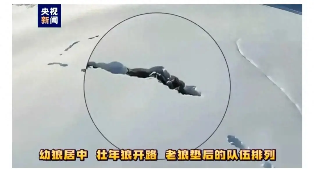新疆狼群在積雪下挖出一條路