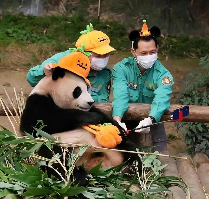 福寶在韓國最后一天上班