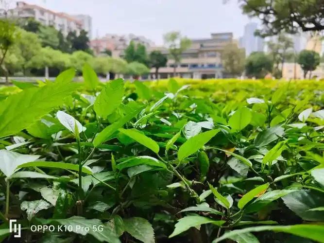 vivo vs OPPO:誰的照相更強一些?